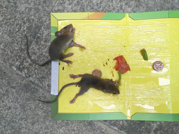 Mäuse, die auf einem Aufkleber oder Fänger mit Ködern kleben — Stockfoto