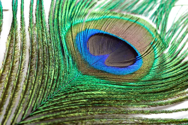 Colorful feathered tail of a male peacock close up — Stock Photo, Image