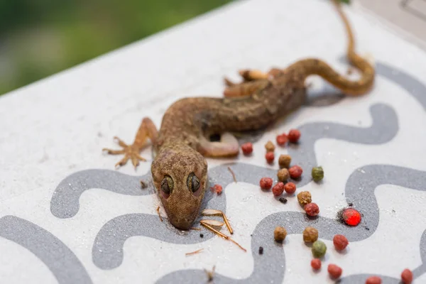 Gecko att fångas av ett papper klistermärke — Stockfoto