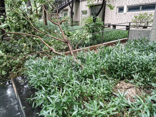 Árboles rotos en un distrito residencial después de una fuerte tormenta atravesó —  Fotos de Stock