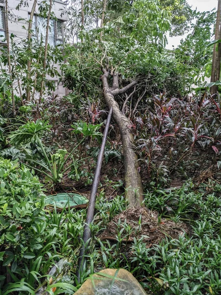 Árboles rotos en un distrito residencial después de una fuerte tormenta atravesó — Foto de Stock