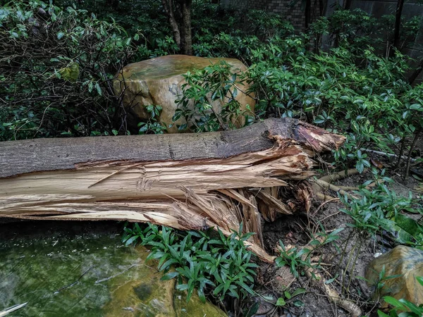 Egy erős vihar tört fák fter ment keresztül — Stock Fotó