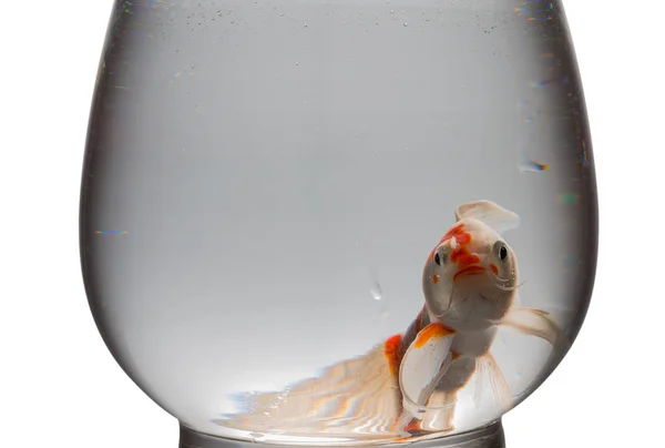 Carpe Koi orange et blanche regardant la caméra dans un réservoir en verre sur blanc — Photo