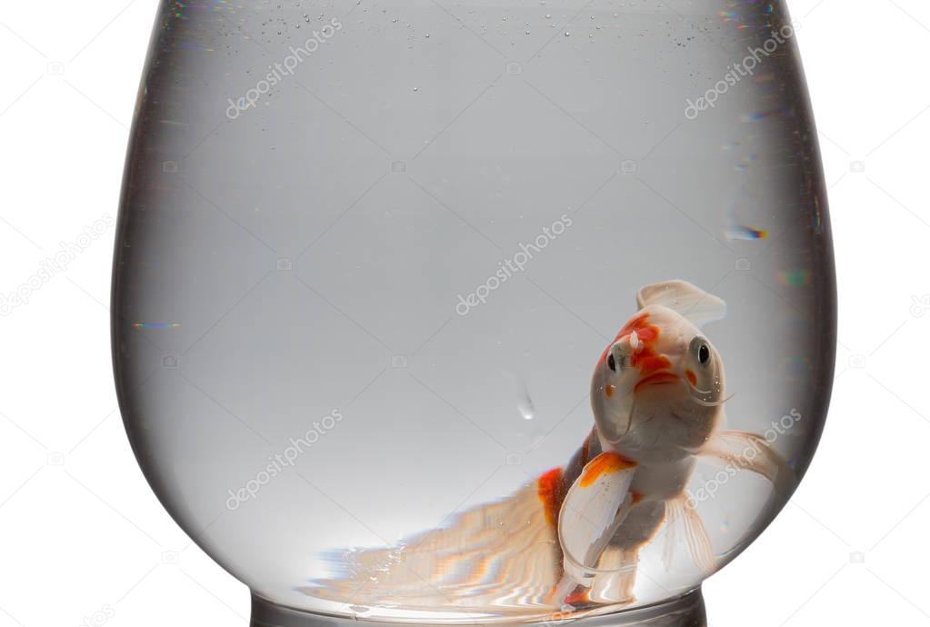 orange and white Koi carp looking at camera in a glass tank on white