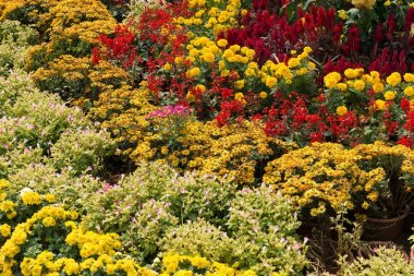 Çeşitli kasımpatı çiçekleri