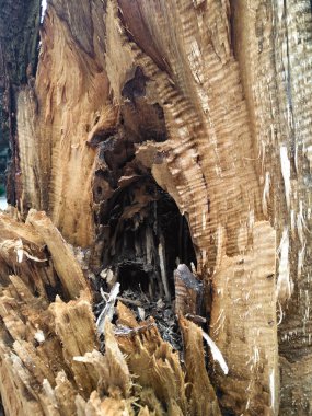 ağaç zarar gören ağaç kabuğu ile yakın çekim