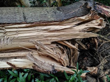 kırılmış ağaçlar oluşu güçlü bir fırtına geçti