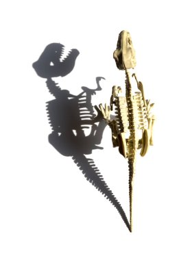 Üstten Görünüm tyrannosaurus iskelet ile gölge beyaz bir arka plan üzerinde