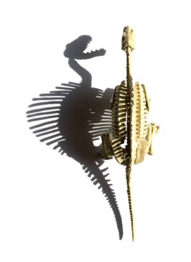 Üstten Görünüm spinosaurus iskelet ile gölge beyaz bir arka plan üzerinde