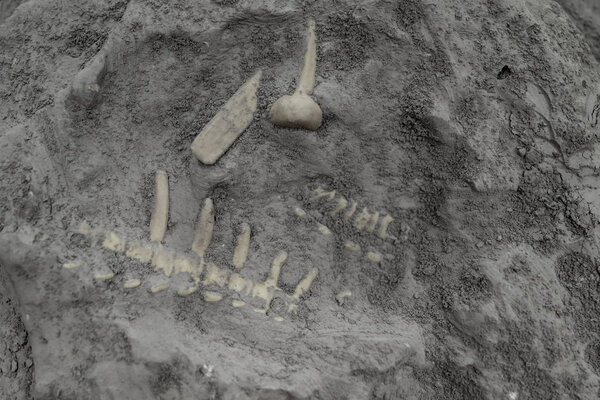 animal bones inside a rock