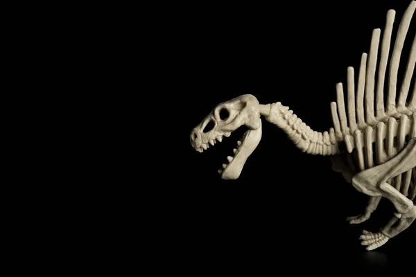 Po stronie widoku Spinozaur szkielet na czarnym tle z miejsca kopii — Zdjęcie stockowe