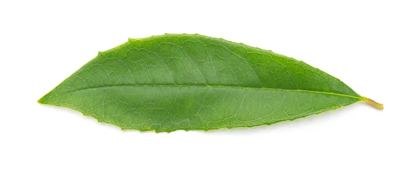 Green leaf on a white background — Stock Photo, Image