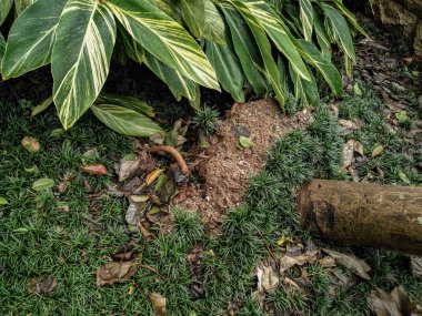 kırılmış ağaçlar oluşu güçlü bir fırtına geçti