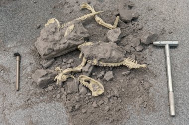 bir rock hayvan kemikleri kazı