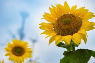 Ayçiçeği yatay kompozisyon düşük açılı görünüş