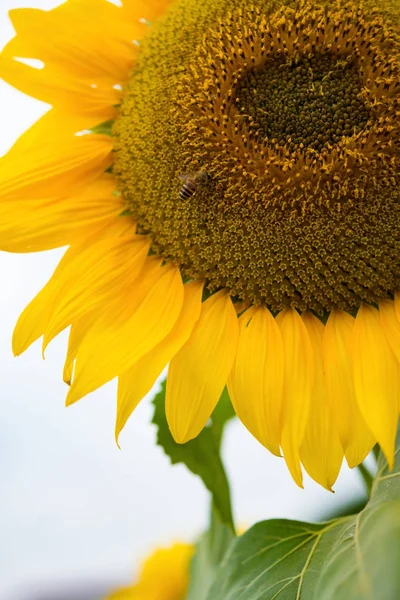 Sun Flower Close Honey Bee Working — Stock Photo, Image
