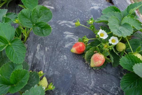 Fresh Green Strawberries Field — Stock Photo, Image