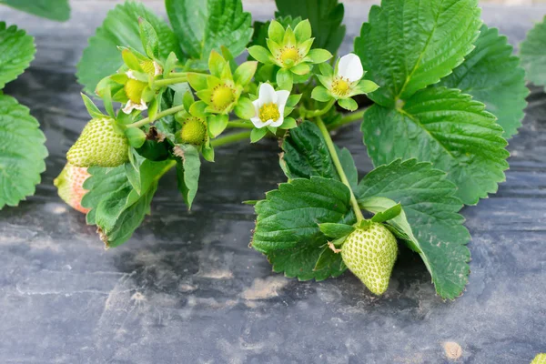 Fresh Green Strawberries Field — Stock Photo, Image