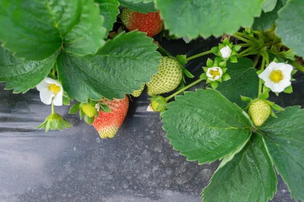 Verse Aardbeien Het Veld — Stockfoto