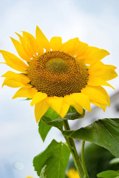 Low Angle View Sun Flower — Stock Photo, Image