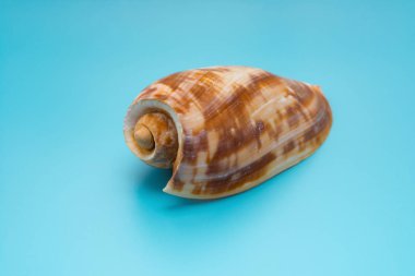 boş cymbium olla mavi zemin üzerine