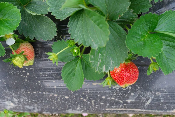 Verse Aardbeien Het Veld — Stockfoto