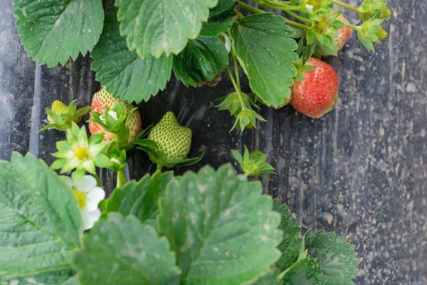 Verse Aardbeien Het Veld — Stockfoto