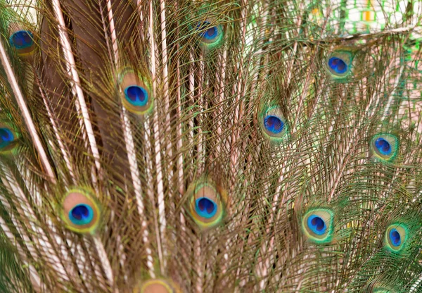 Cauda Penas Coloridas Pavão Macho Como Fundo Textura — Fotografia de Stock