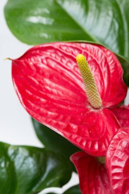 Anthura çiçek beyaz arka plan üzerinde kapat