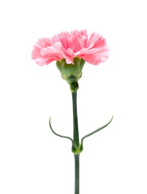 karanfil beyaz bir arka plan üzerinde kapat