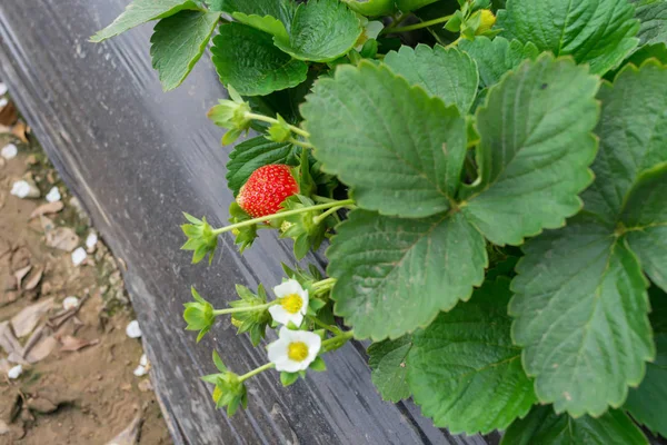 Fresh Strawberries Field — Stock Photo, Image