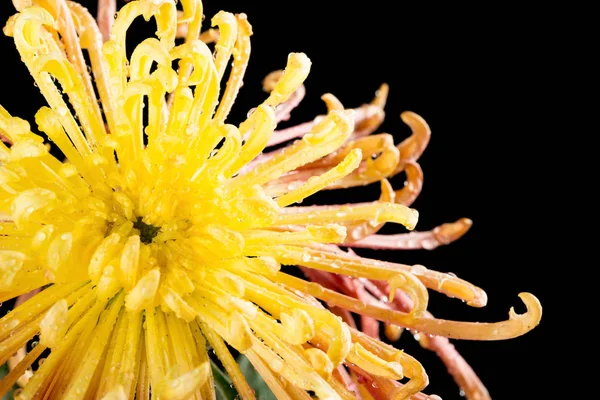 Красива Жовта Квітка Хризантеми Чорному Фоні Крупним Планом — стокове фото