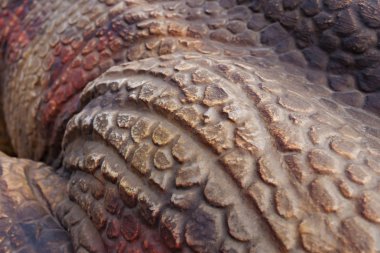 dinozor vücut yakın çekim