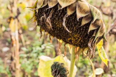 Solan ayçiçeği yakın çekim