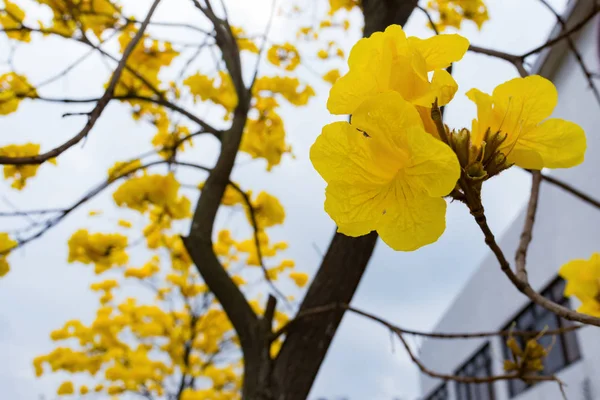 Virágzó Guayacan Vagy Handroanthus Chrysanthus — Stock Fotó