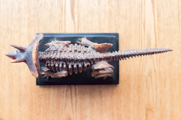 Pohled Shora Triceratops Kostra Stole — Stock fotografie