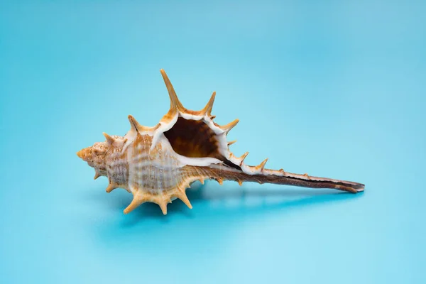 Caracola Sobre Fondo Azul — Foto de Stock