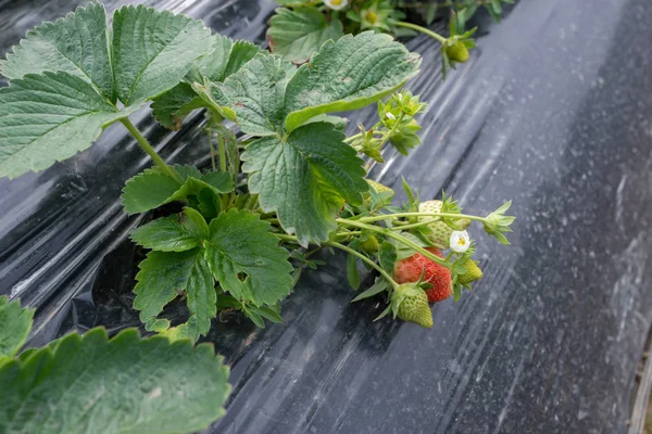 Fresh Strawberries Field — Stock Photo, Image