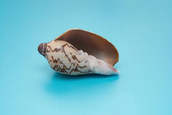 Cymbiola Nobilis Marine Seashell Blue Background — Stock Photo, Image