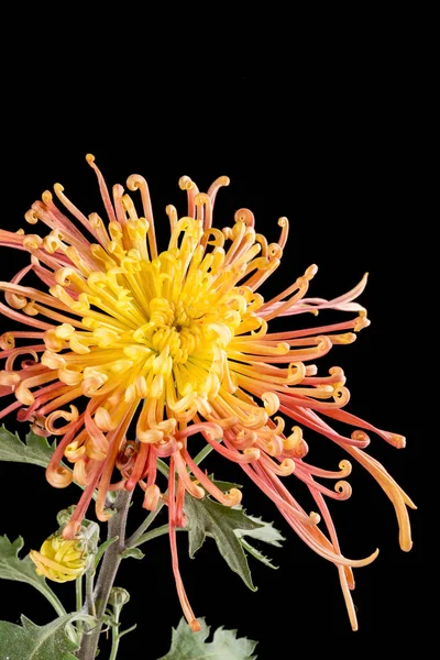 Hermosa Flor Crisantemo Amarillo Sobre Fondo Negro Cerca — Foto de Stock