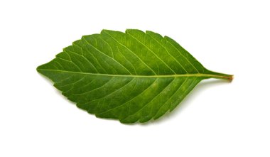 Beyaz arka planda taze yeşil yaprak