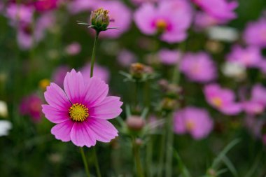 Makro güzel papatya veya evren bipinnata Cav alanında