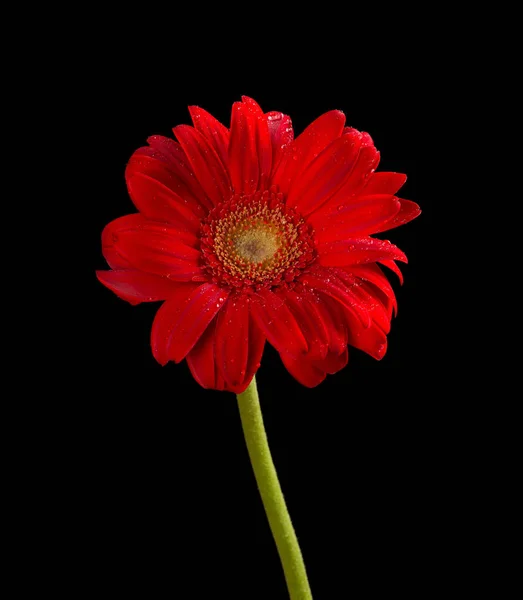 Красивый Красный Хризантема Цветок Черном — стоковое фото