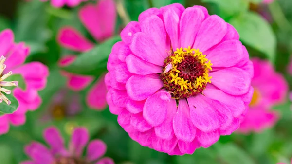 Ovanifrån Lila Zinnia Elegans Jacq Närbild — Stockfoto