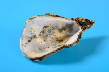 Mavi arkaplanda istiridye kabuğu açısıName