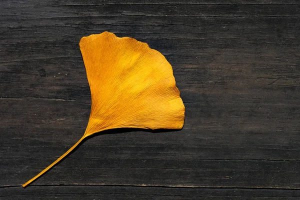 yellow ginkgo leaf on dark wood background