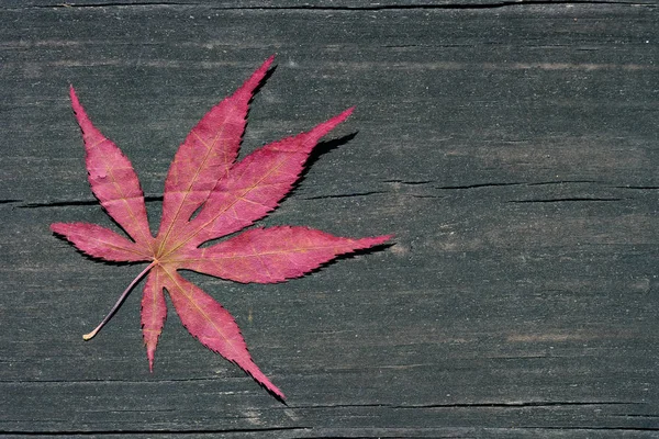 Hoja Arce Rojo Hojas Sobre Fondo Madera Oscura — Foto de Stock