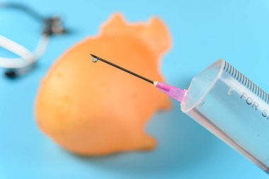 Domuz ve steteskoplu şırınga. Afrika domuzu humması kavramı üzerine.