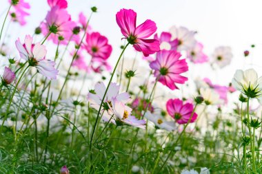 Güzel papatyanın düşük açılı görüntüsü veya Cosmos bipinnata Cav