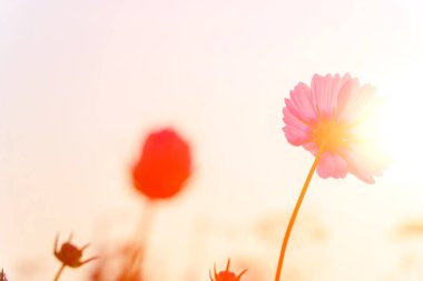 Güzel papatyanın düşük açılı görüntüsü ya da Cosmos bipinnata Cav güneşe karşı